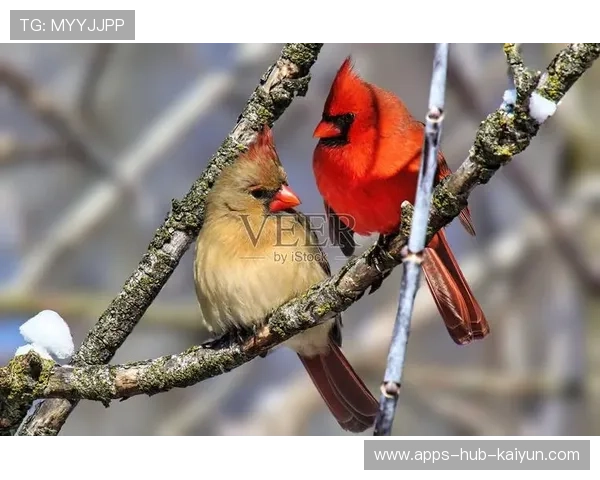 红雀球迷都看麻了，进攻线完全崩盘，红雀是啥